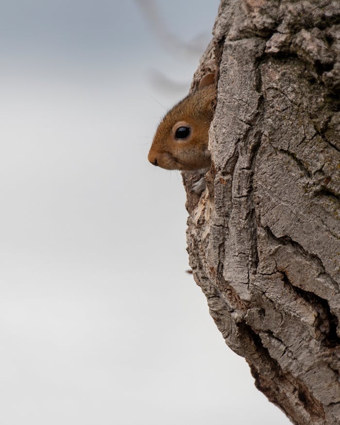 Mastering the First Impression: Your intriguing post title goes here A curious chipmunk peeking out from tree bark in a winter setting, East Wenatchee, WA.